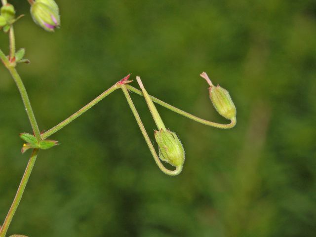 Geranium molle